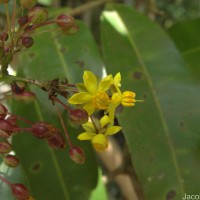 Campylospermum serratum (Gaertn.) Bittrich & M.C.E.Amaral